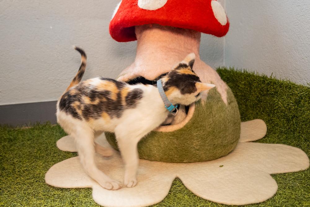 Mushroom shaped felted cat cave